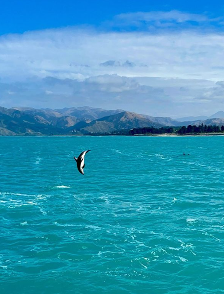 kaikoura dauphin