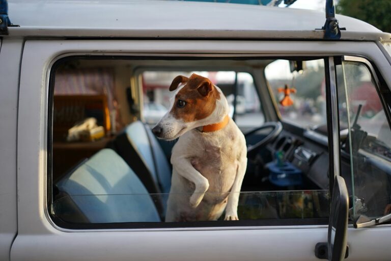 voyager avec son chien en van